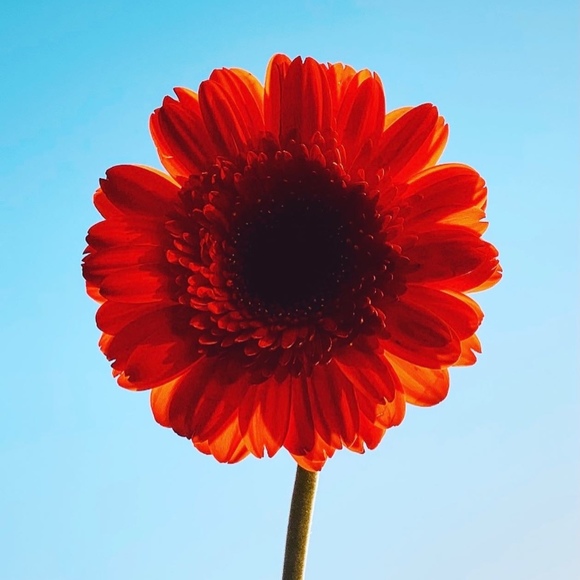 Meet your Posher, Nila - Picture 1 of 1